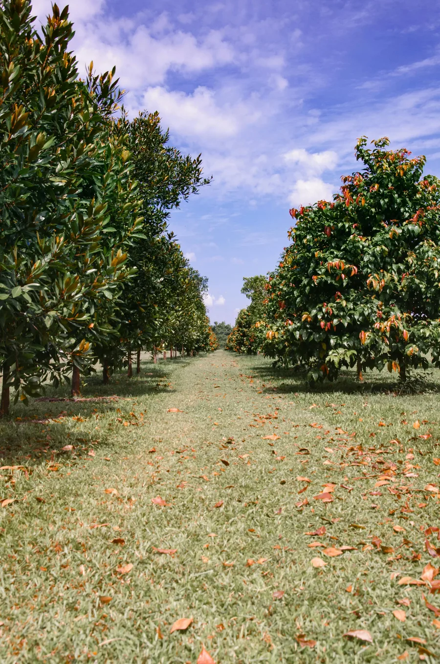 Orchard tree rows with mown grass strip