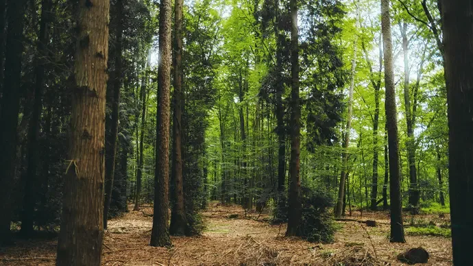 Forest interior