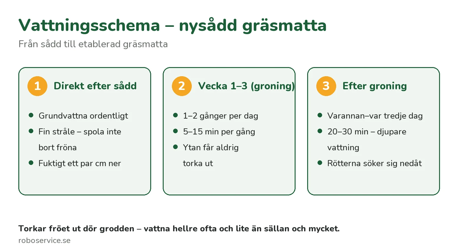 Vattningsschema för nysådd gräsmatta – från sådd till etablerad gräsmatta