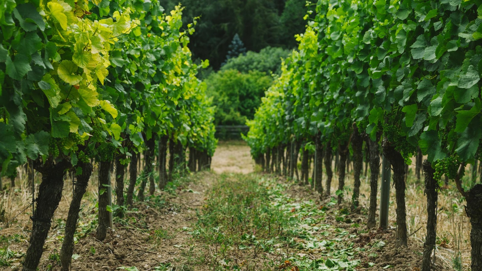 XBot in a vineyard