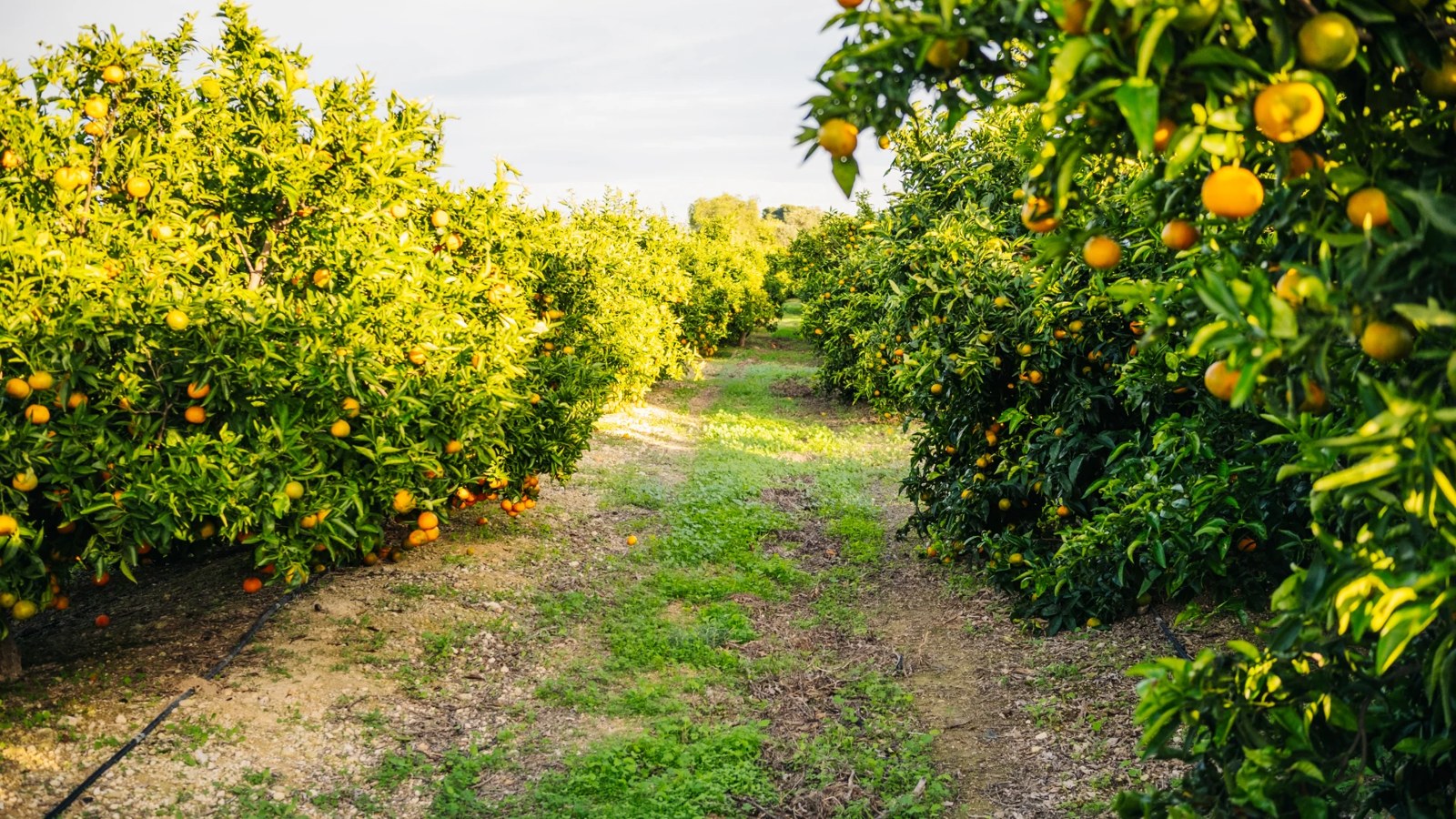 XBot in a low-canopy citrus grove